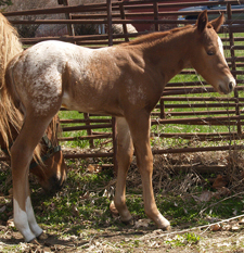 Red Dun Colt with Blanket