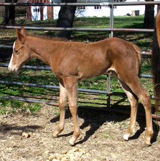 Chestnut Filly with Snowflakes
