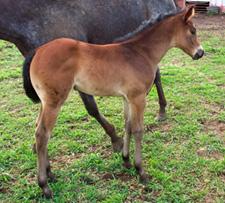 Solid Bay Filly